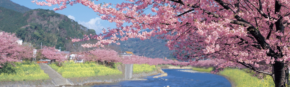 伊豆　河津さくらまつり
